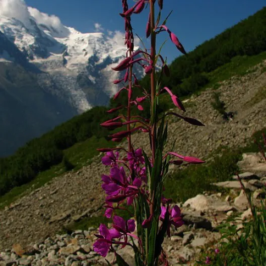 Alpejska Flora i Fauna